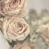 Dried roses and peonies / Gedroogde rozen en pioenen