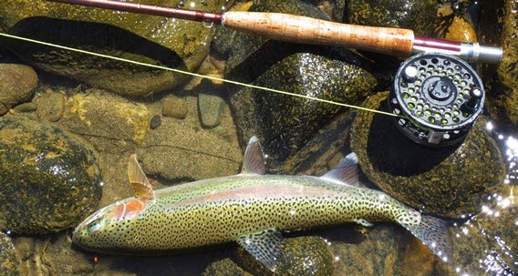Kootenai River Rainbow Idaho Fly Fishers Blog