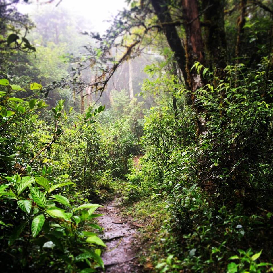 camino hacia el bosque de helechos - Samaipata