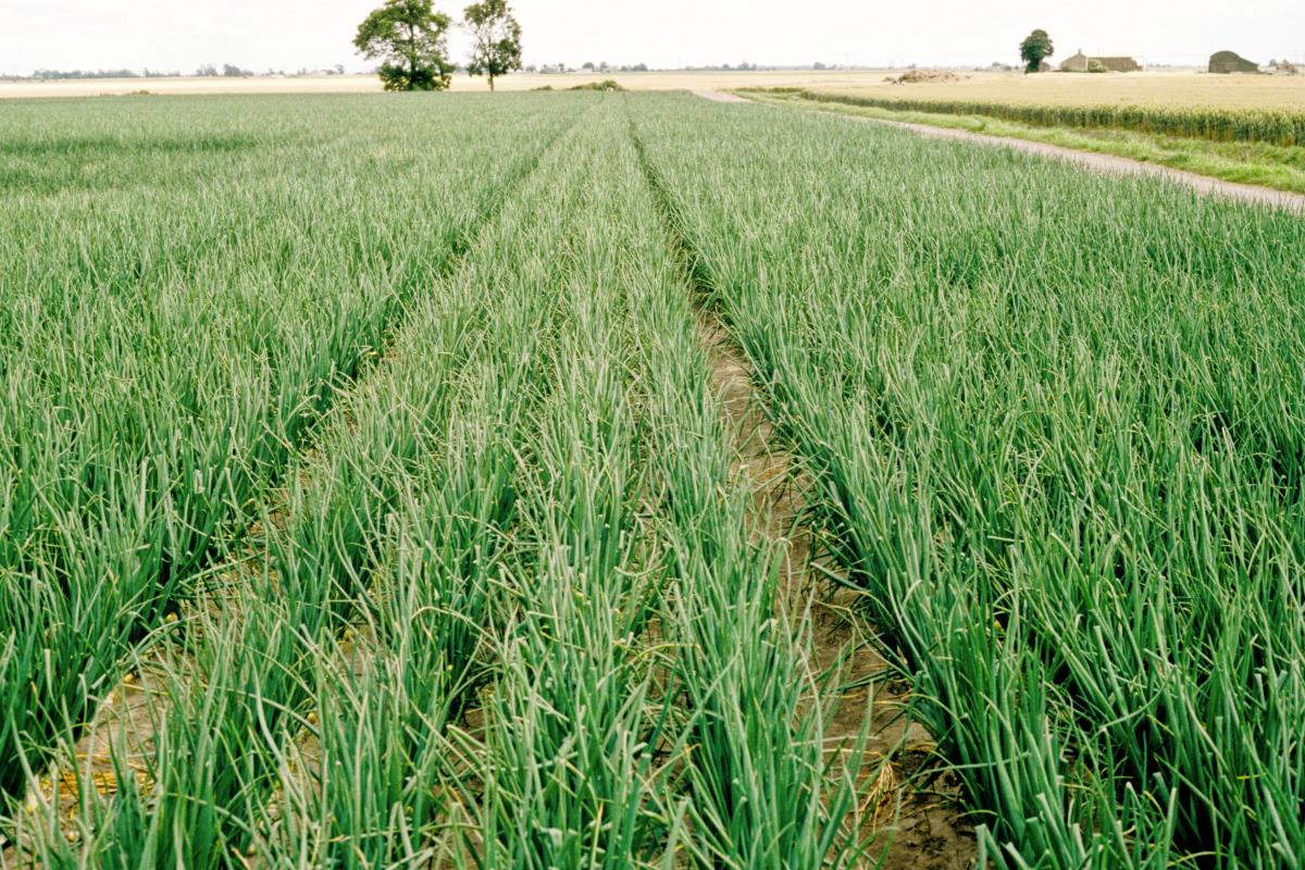 Sindh Zamindar Goods Transport Company