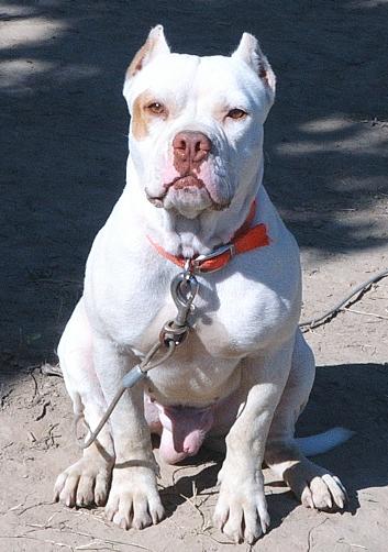 Alligator Pitbull Dogs