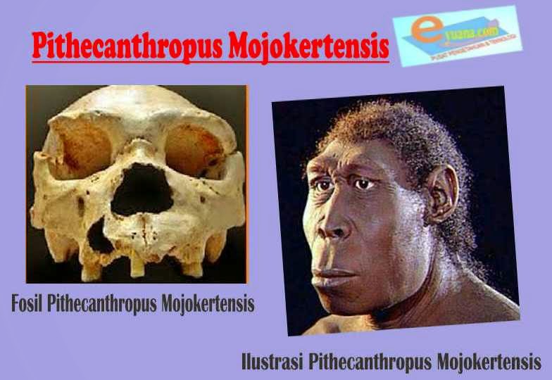 Gambar Manusia Purba Pithecanthropus Mojokertensis