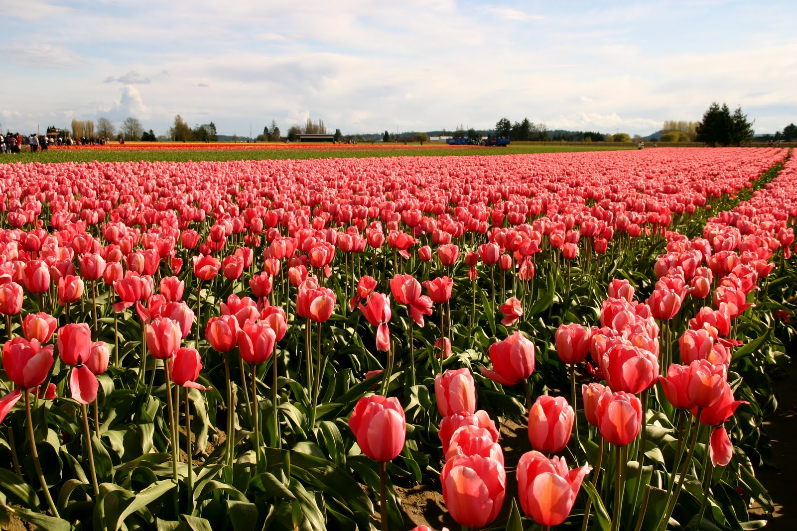 101 Uses for a Cardboard Box Spring Refresh