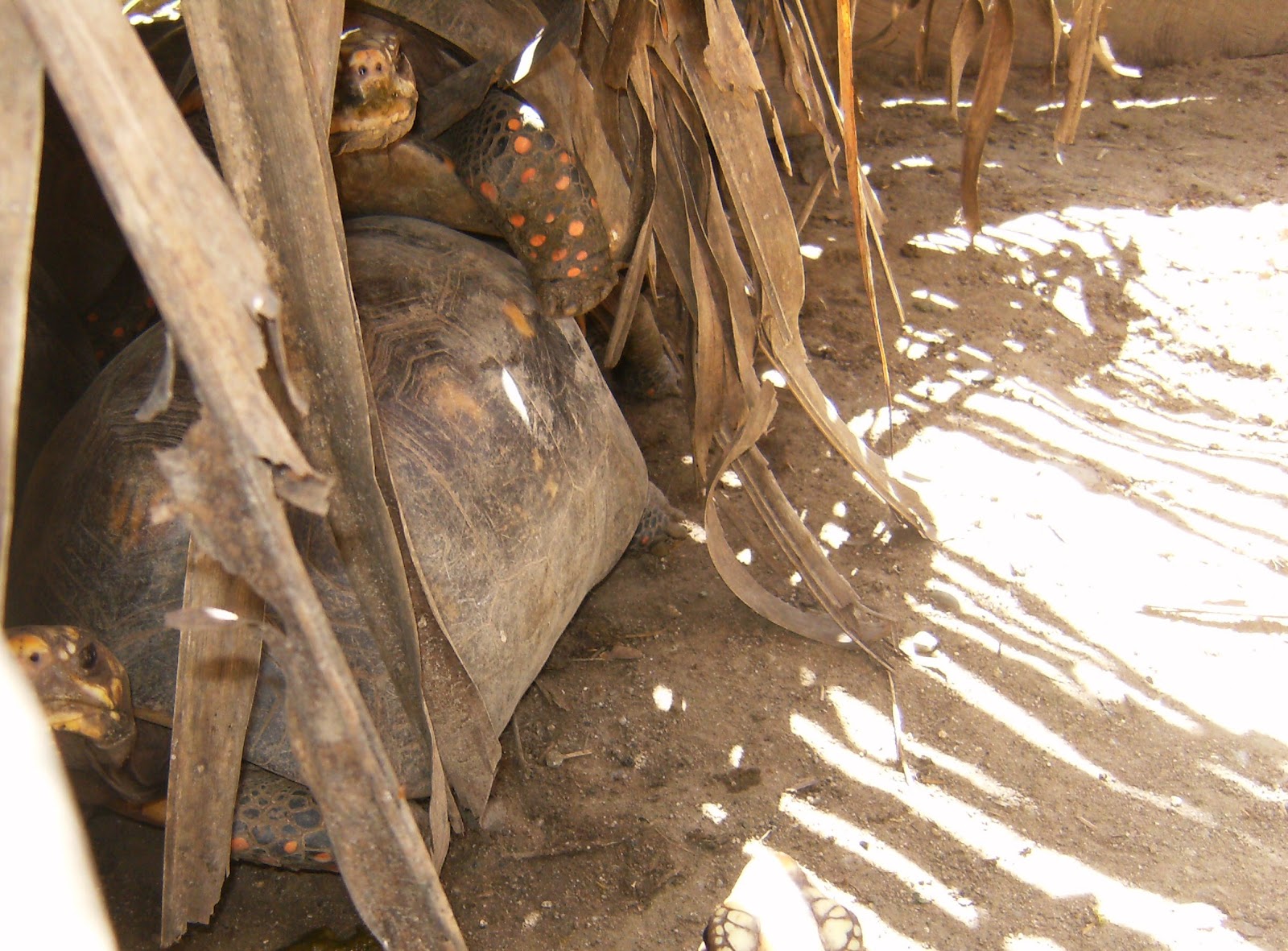 ''Colombia, el unico riesgo es que te quieras quedar'' Selección de