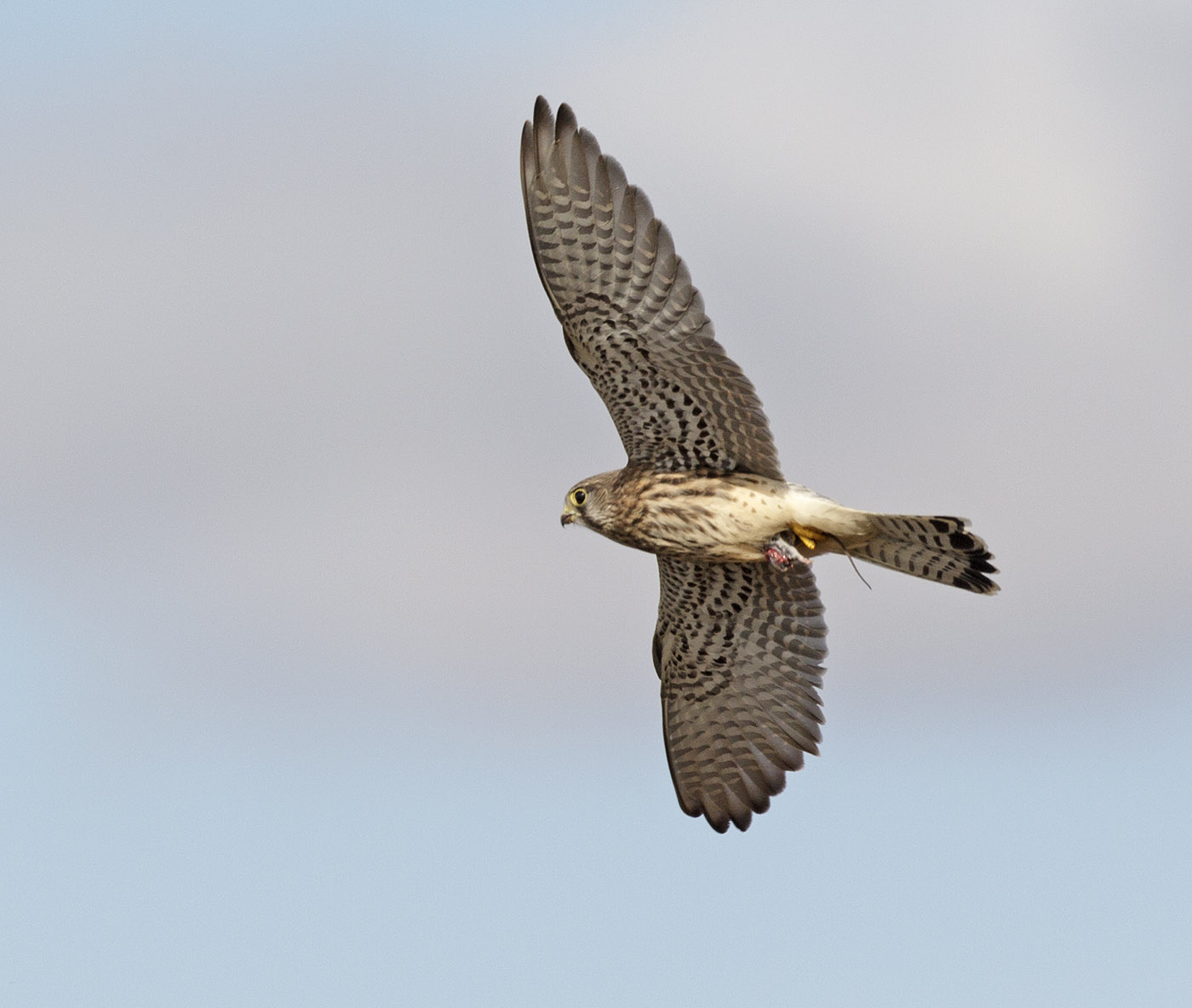 pewit juvenile kestrel with mouse