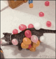 Funny cats - part 185, funny cat gif, cat gif, best cat gifs