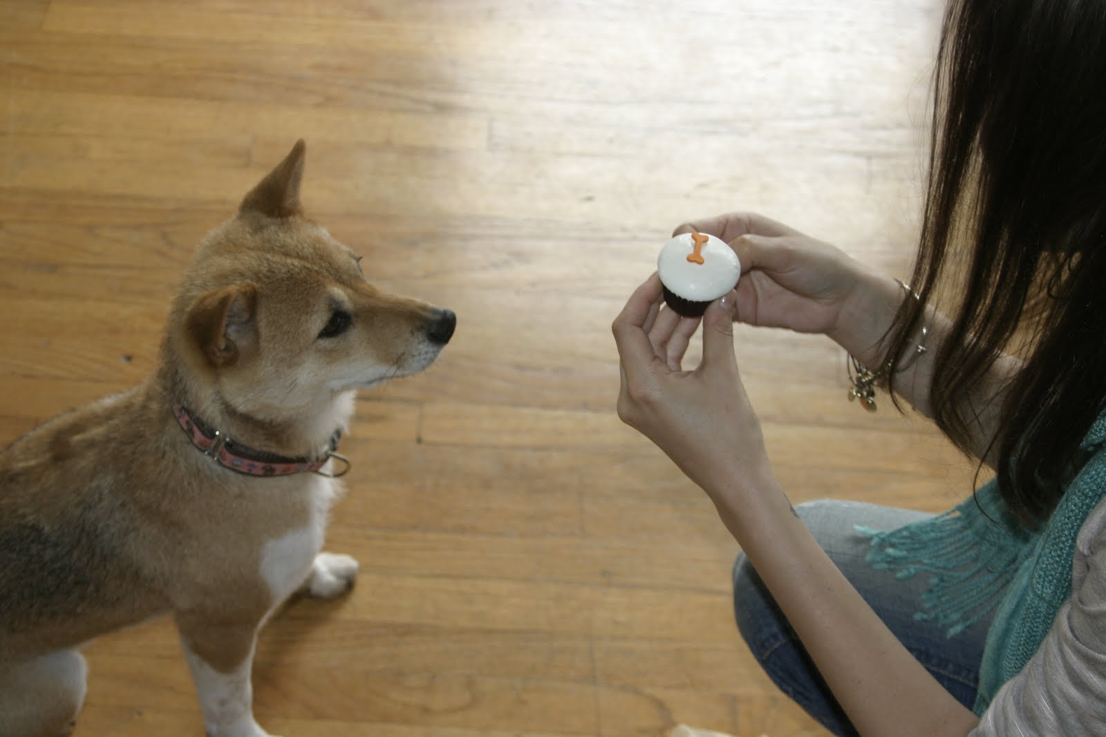 Sachi the Shiba Sprinkles cupcakes for dogs?