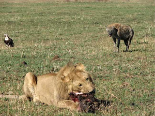 Lion eating hyenas in ground