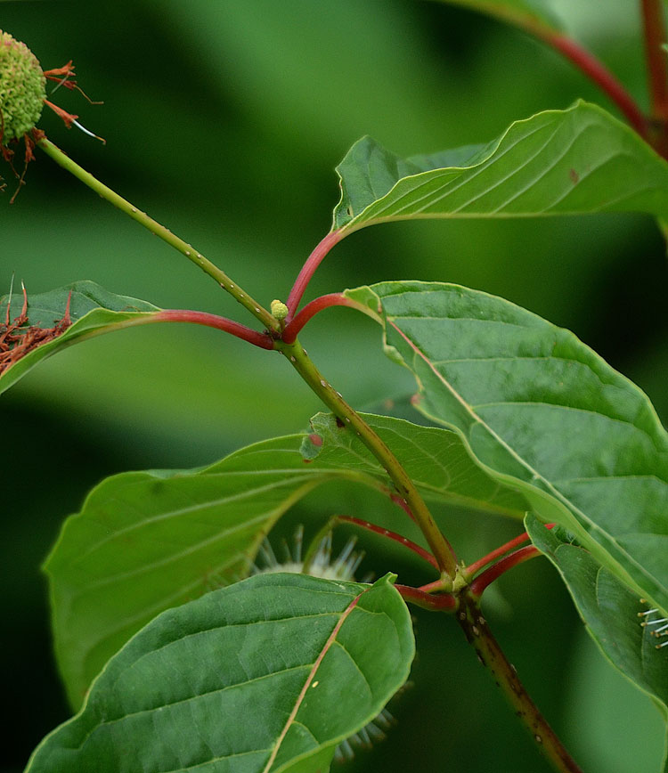 Here you can see the three-stemmed whorled leaf arrangement.