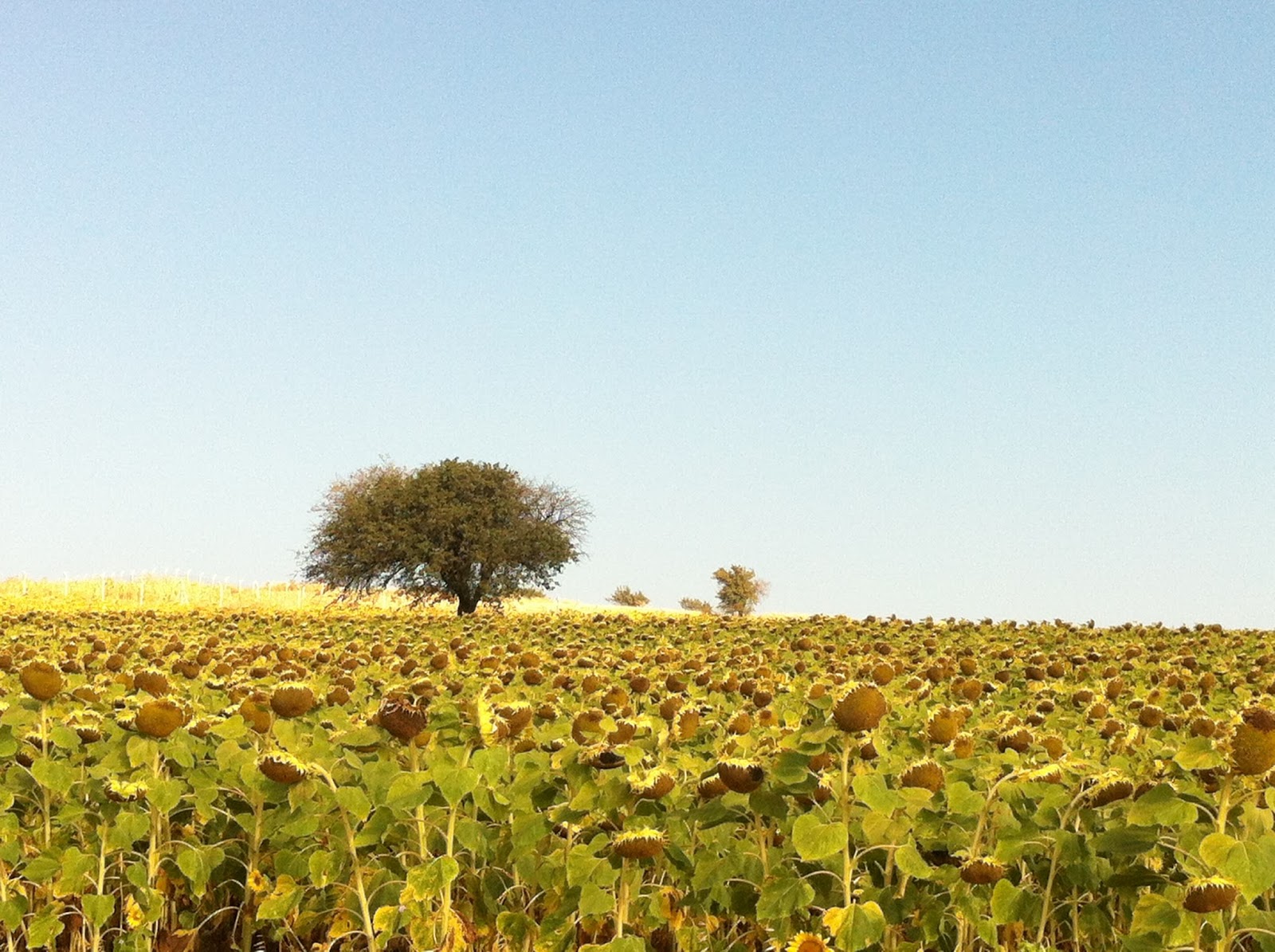 TRAKYA�NIN YILDIZI GÜNEYLİ Ev Bezgini