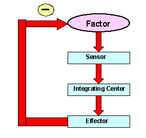 features of homeostasis Mirna: features of stress physiology and immune homeostasis monika fleshner1,2, and camille r crane1 psychological/physical. features of homeostasis Mirna: features of stress physiology and immune homeostasis monika fleshner1,2, and camille r crane1 psychological/physical.