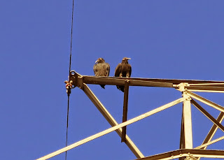 Black Vulture, Coragyps atratus, December 01, 2014, 9:20:07 AM