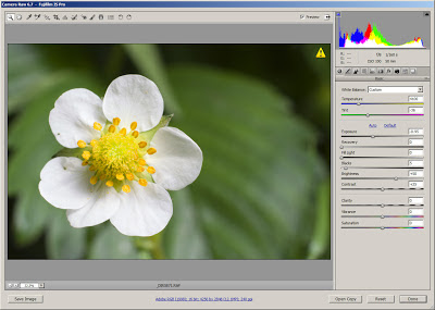 Processing visible light flower photo in Adobe Camera RAW (ACR)