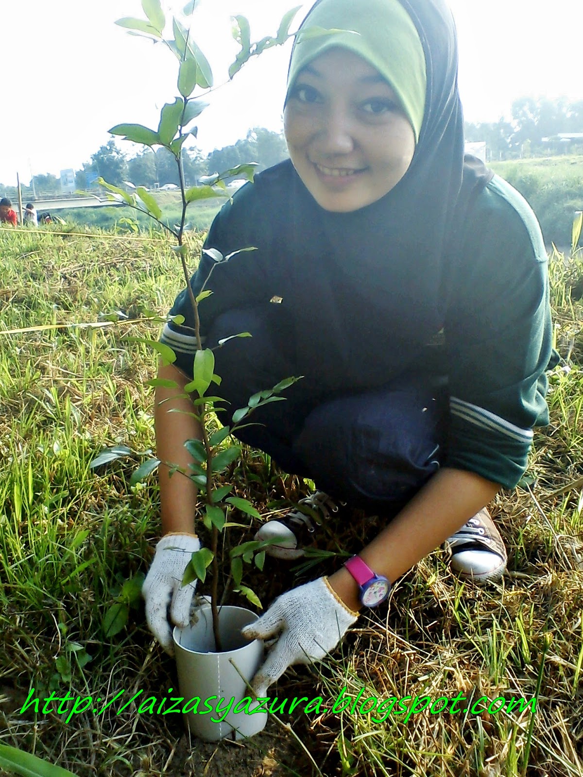 Pokok Meranti