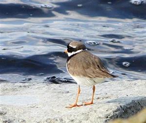 Ringed Plover