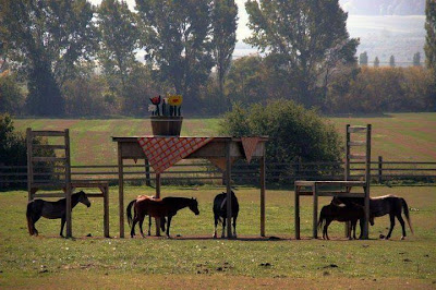 Horses standing in a field with a huge table and chairs built over them