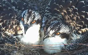 osprey