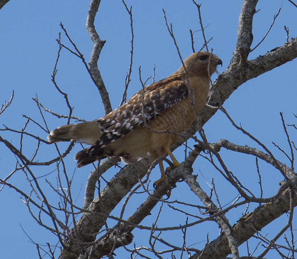 Edward Plumer RedShouldered Hawks Mating