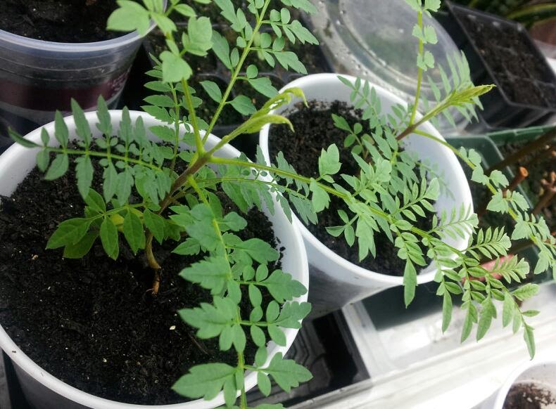 Plant Zone Jacaranda Seedlings