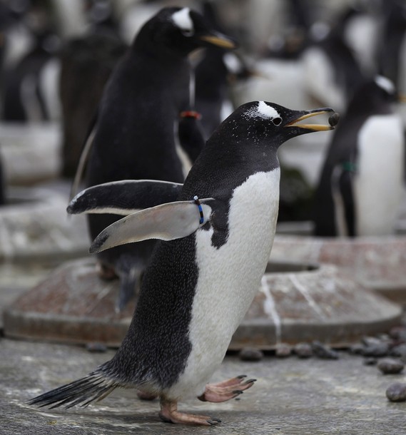 Gentoo penguins begin the breeding season at Edinburgh Zoo