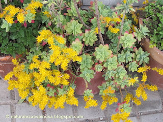Sedum palmeri