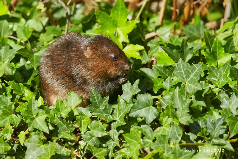 The Elusive Southern Bog Lemming