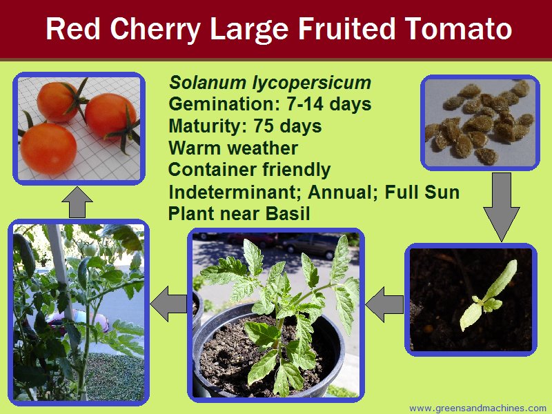 Red Cherry Tomato (Large Fruit) Greens and Machines