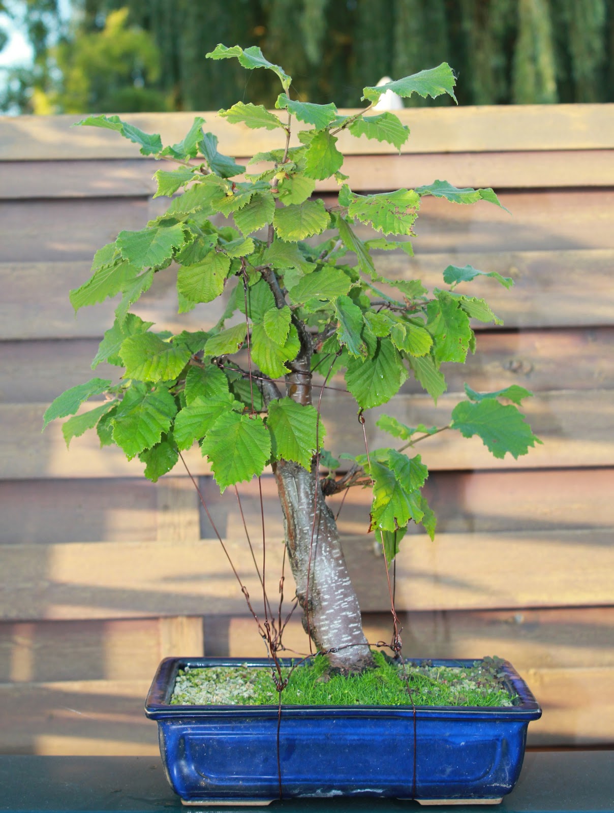 Over eigen gevormde en opgekweekte bonsai Bonsai Hazelaar 's Prize