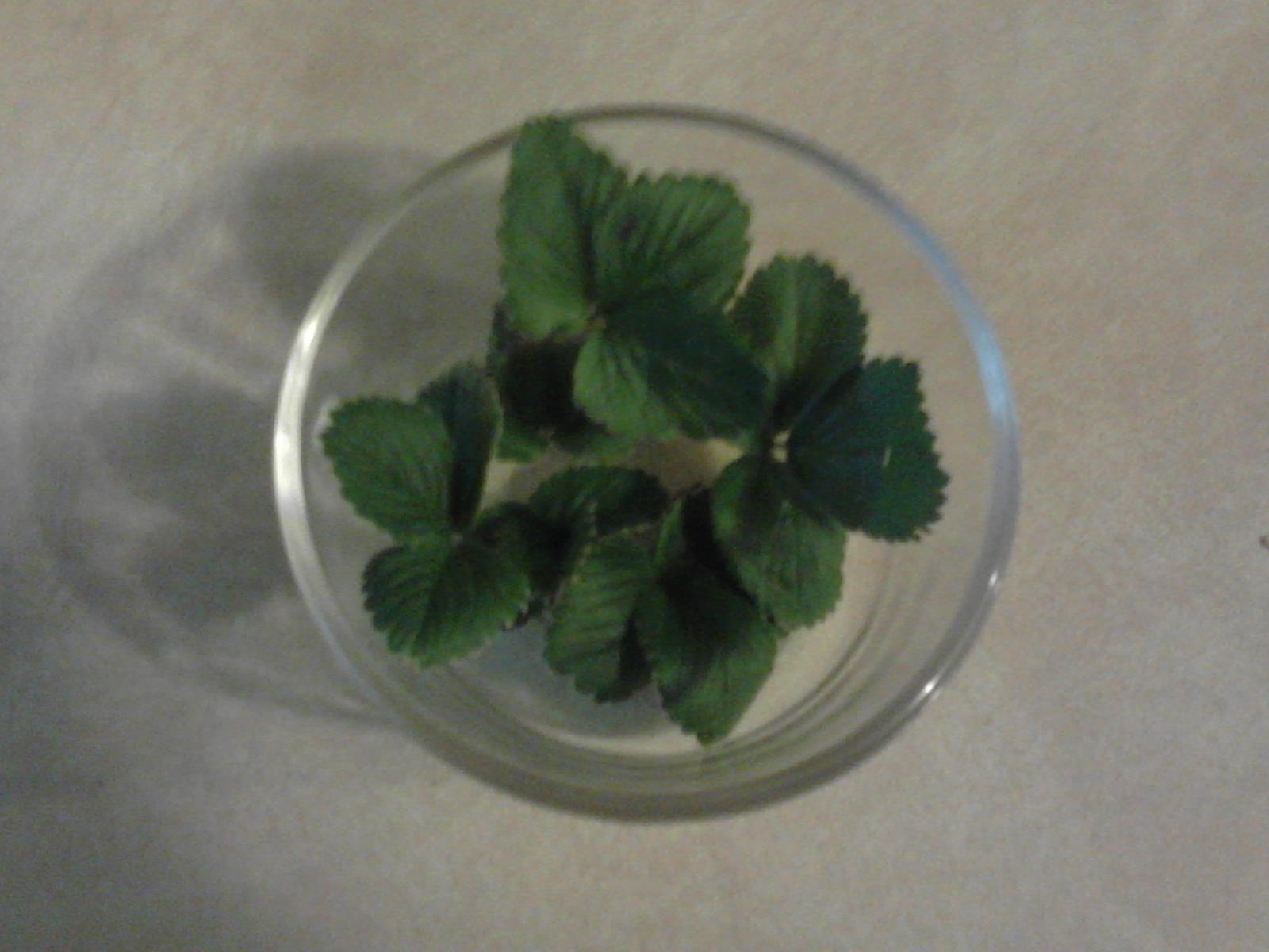 Allisonians' Strawberry Leaf Tea