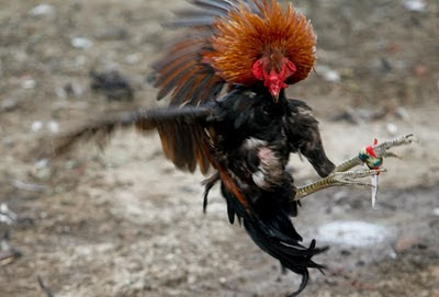 Hidup Ini Cuma Sementara :): Lestarikan Budaya Tajen di Bali
