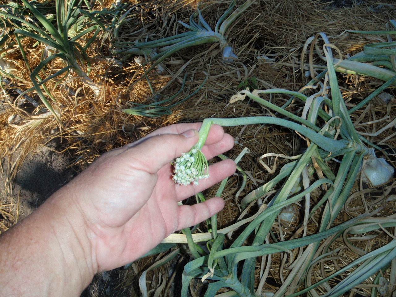 Xtremehorticulture of the Desert Orchard April Todo List