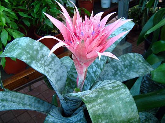 Aechmea Bromeliads