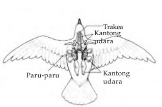 Sistem Pernapasan Burung Struktur Alat Proses Pernapasan Burung