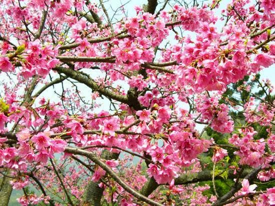 20 Gambar Bunga Sakura Di Jepang 20 Gambar Bunga Sakura Di Jepang