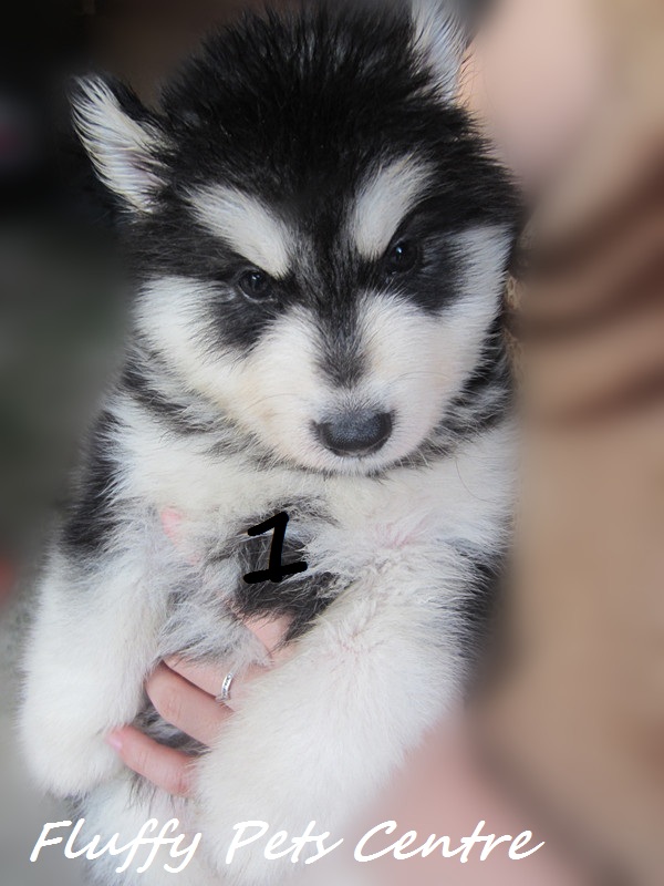 Fluffy Pets Centre Wooly Husky (Triple Coat) For Sale