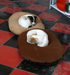 Snoozing on their new beds Snoozing on their new beds