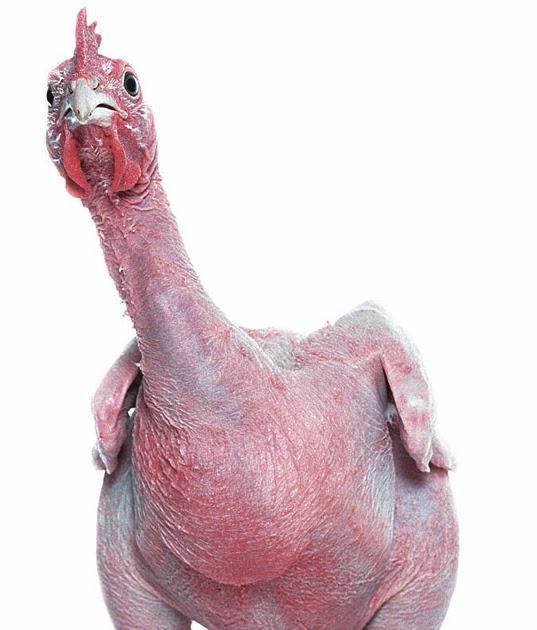 To The Manner Born Bald Chickens?