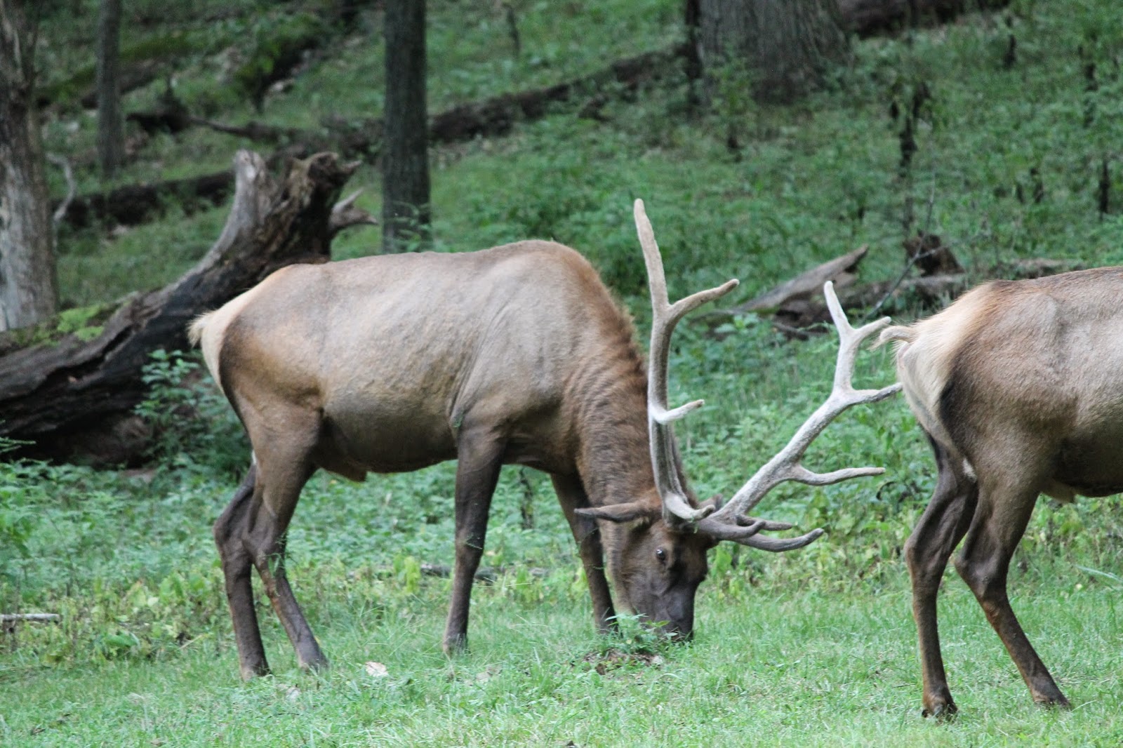 The Missouri Mom Best time to see the Elk at Lone Elk Park in St Louis