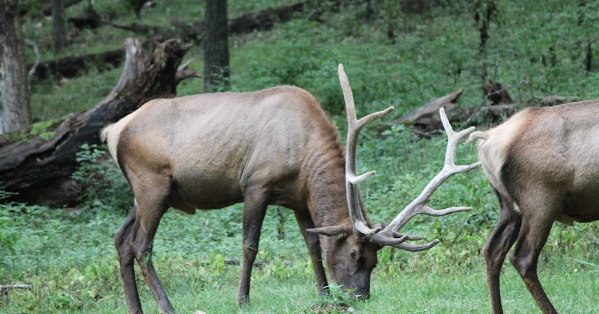 The Missouri Mom Best time to see the Elk at Lone Elk Park in St Louis