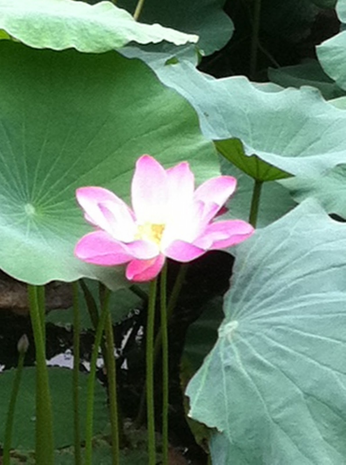 Lisa Mende Design Water lilies in China....