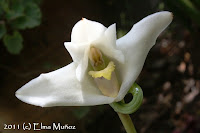 Maxillaria platypetala