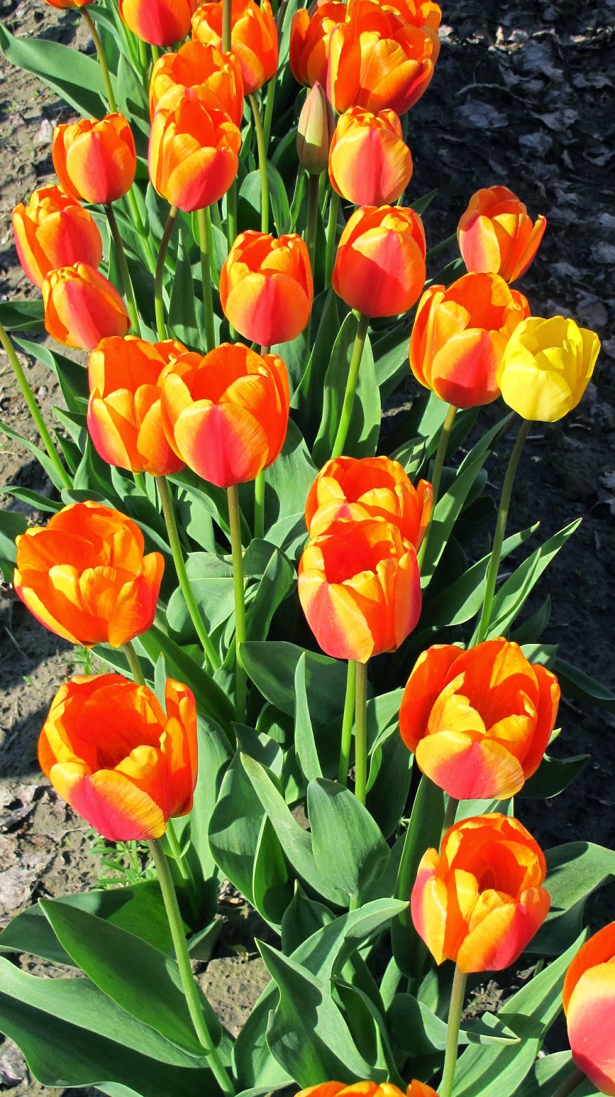 Nautical by Nature | Pacific Northwest Trip | Skagit Valley Tulip Festival