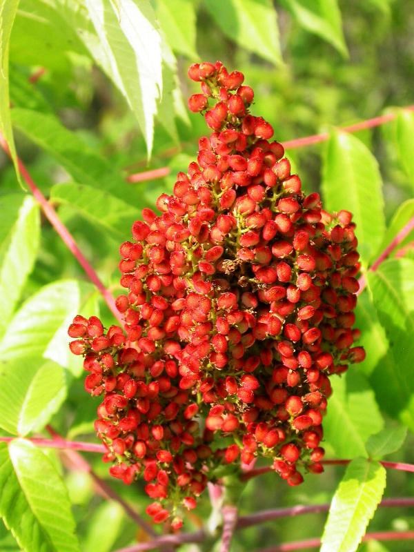 The Colors Of Indian Cooking Show Me The Sumac! Oven Baked Sweet Potato Sumac Fries With