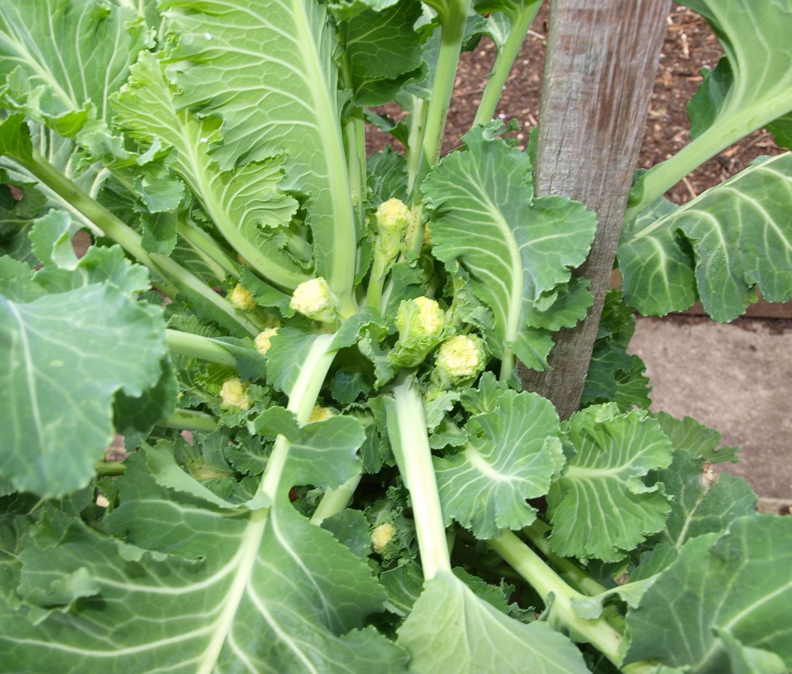 Mark's Veg Plot Sprouting Broccoli "White Eye"