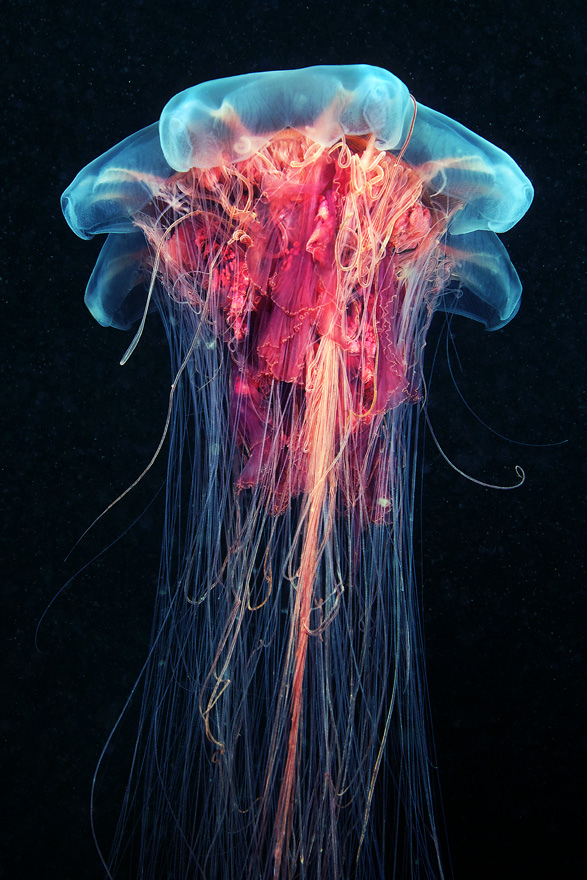 كائنات بحرية من الاعماق  .. Breathtaking+Undersea+015