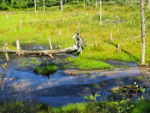 White Pine Trail
