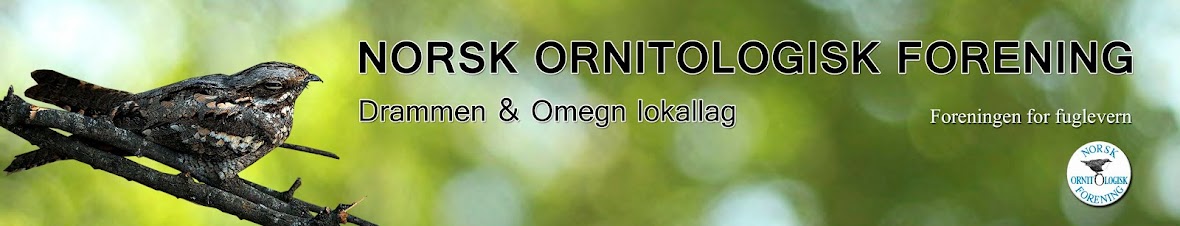Norsk Ornitologisk Forening Drammen og Omegn