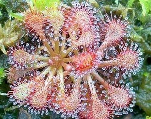 Strange Plants Strange Plants