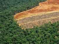 Inpe: desmatamento atinge 19,2 km² de floresta na Amazônia no 1º bimestre