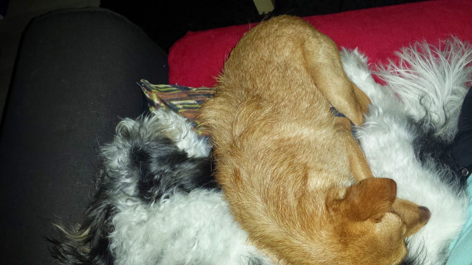 Hunde aus ZentralPortugal adoptieren Jethro braucht einen Spielgefährten